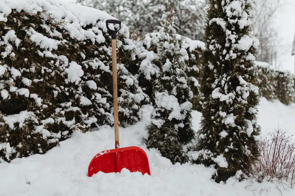 A red snow shovel standing in deep snow beside snow-covered evergreen shrubs
